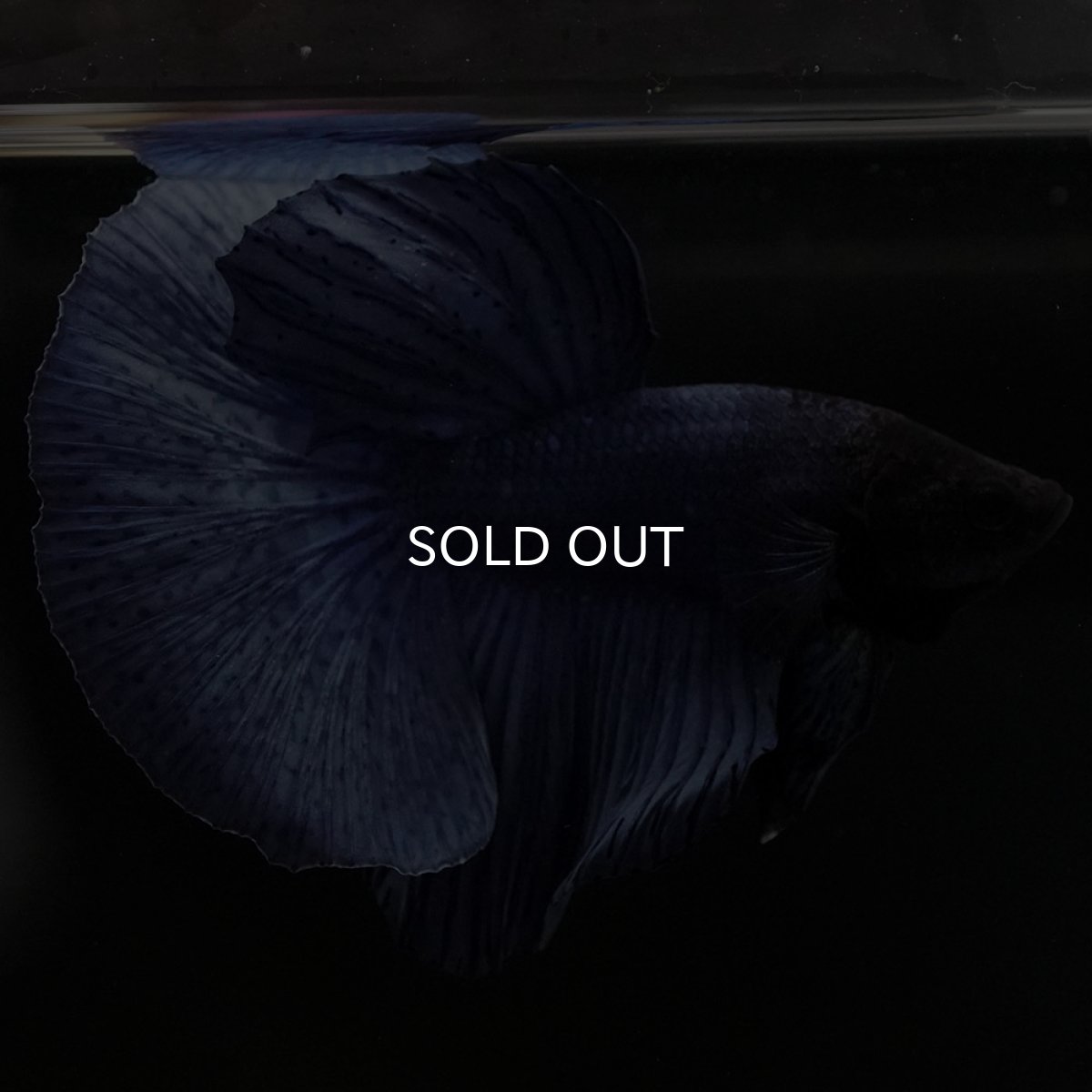 画像4: HM ソリッドブルー (4)