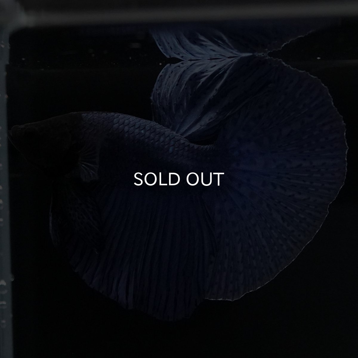 画像3: HM ソリッドブルー (3)