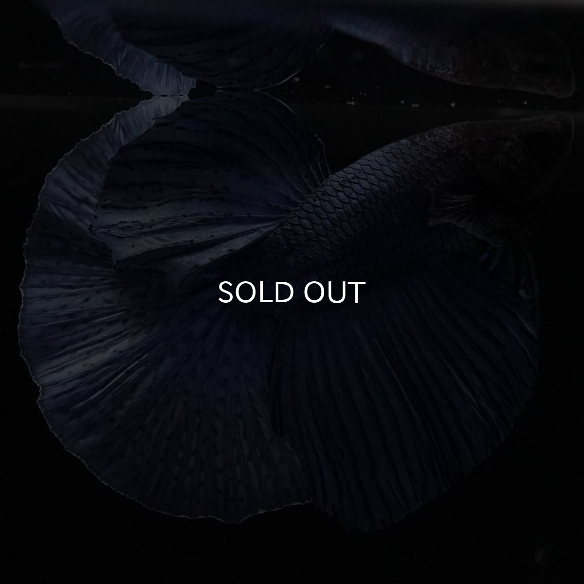 画像2: HM ソリッドブルー (2)