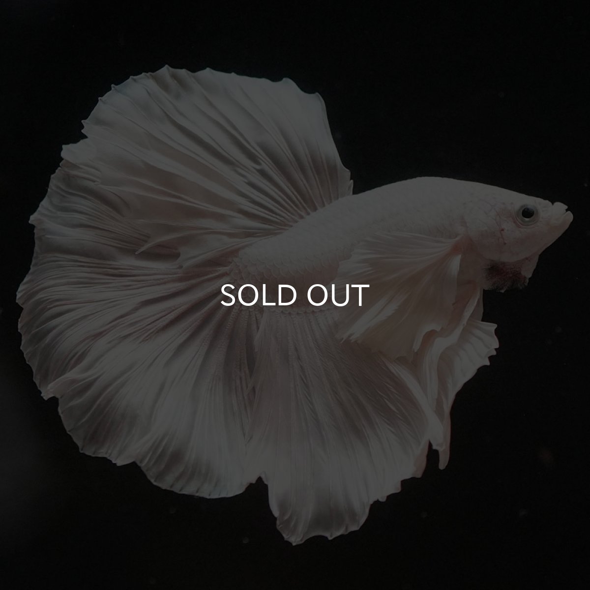 画像9: HMダンボ ホワイト ローズテール (9)