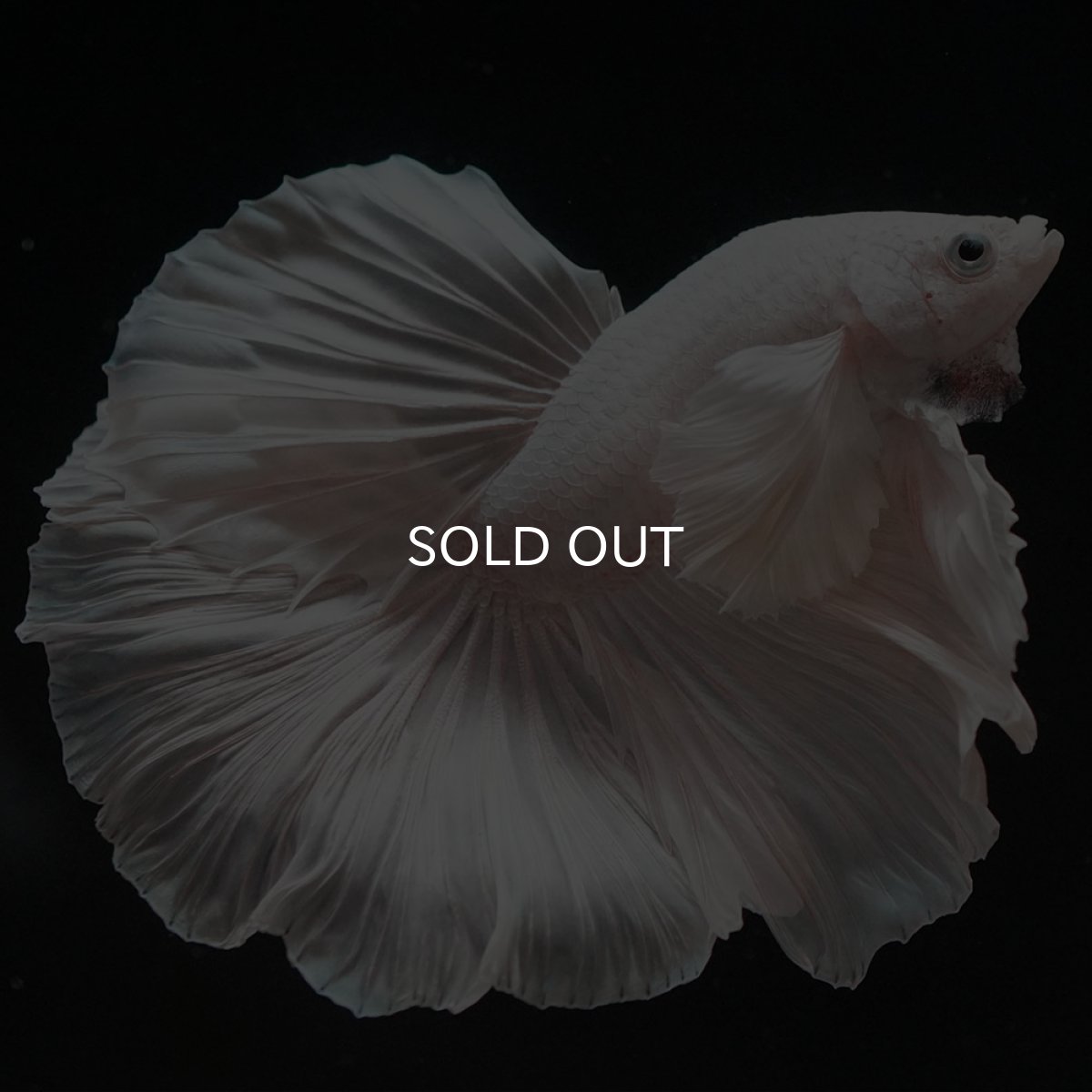 画像5: HMダンボ ホワイト ローズテール (5)