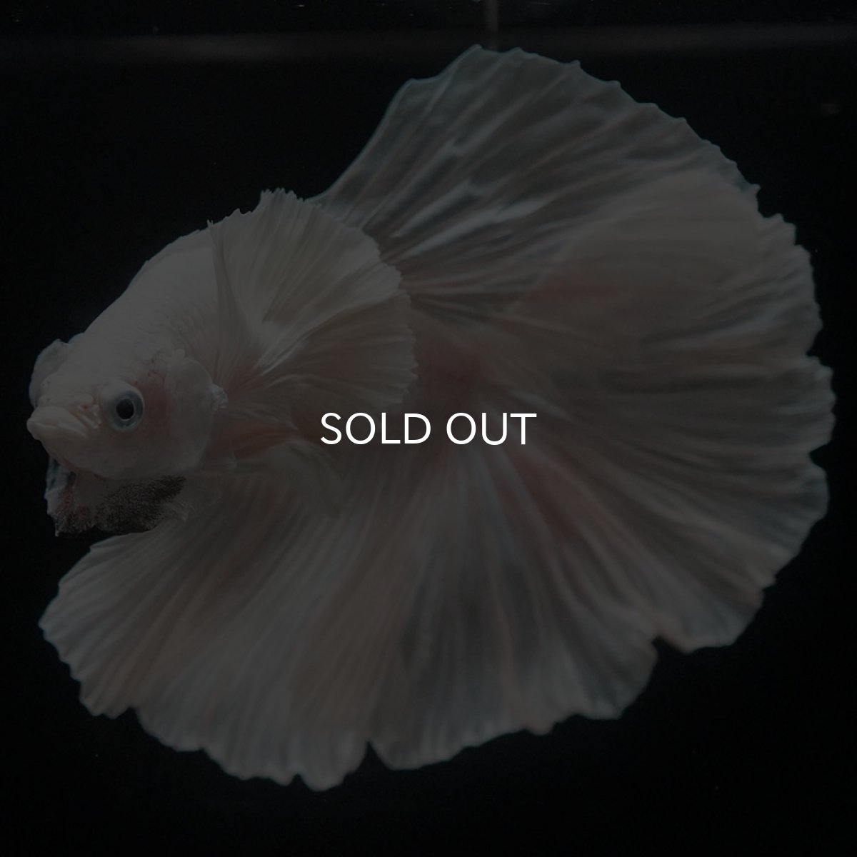 画像10: HMダンボ ホワイト ローズテール (10)