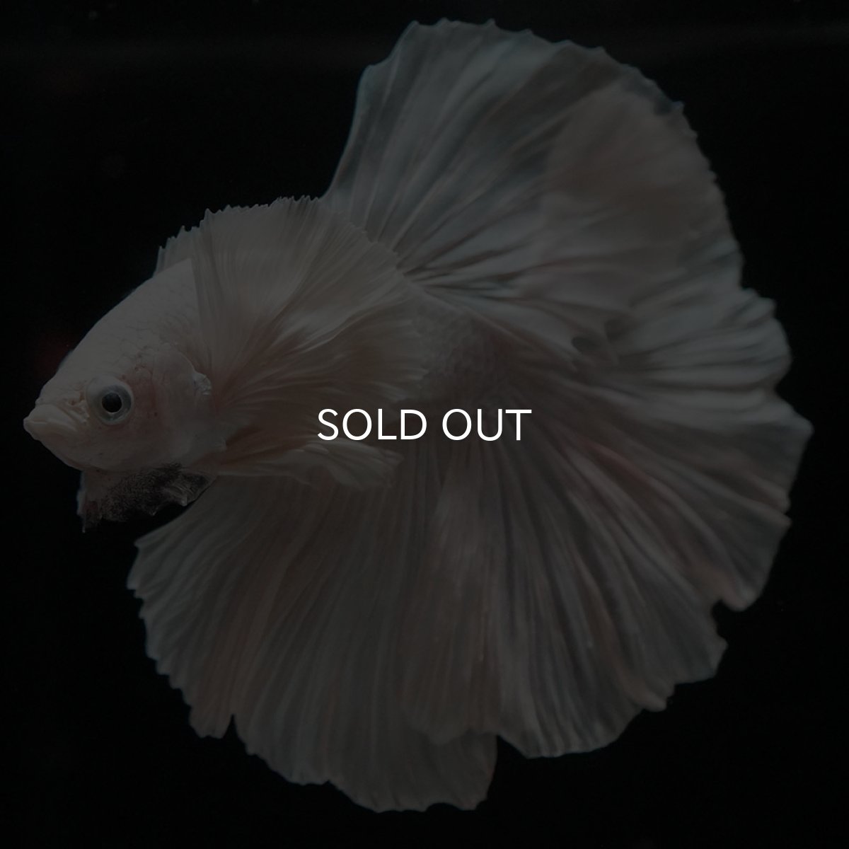 画像8: HMダンボ ホワイト ローズテール (8)