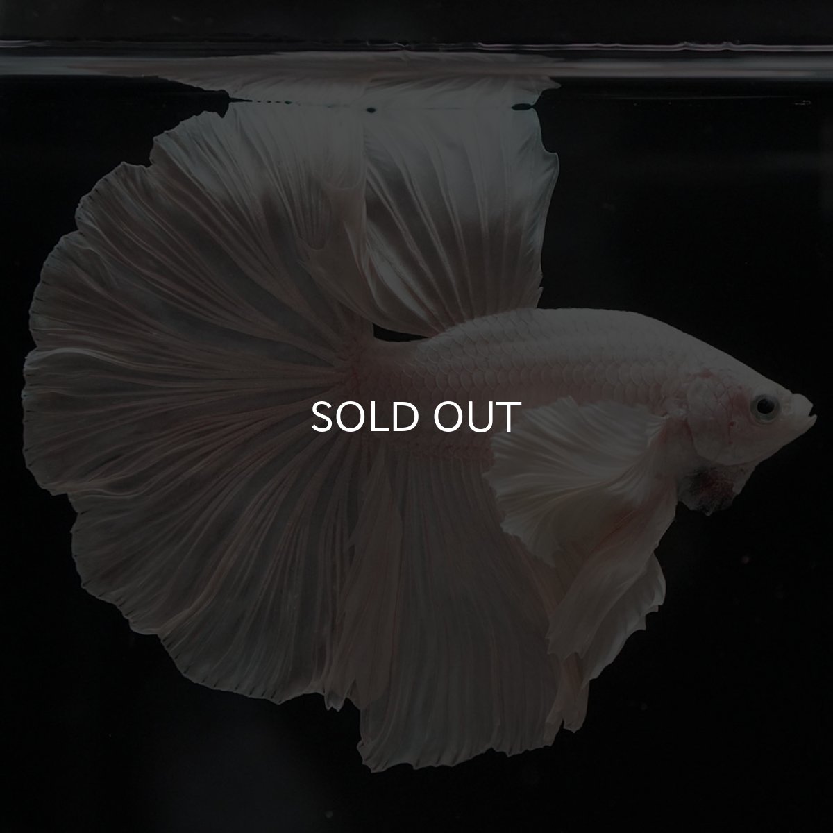 画像7: HMダンボ ホワイト ローズテール (7)