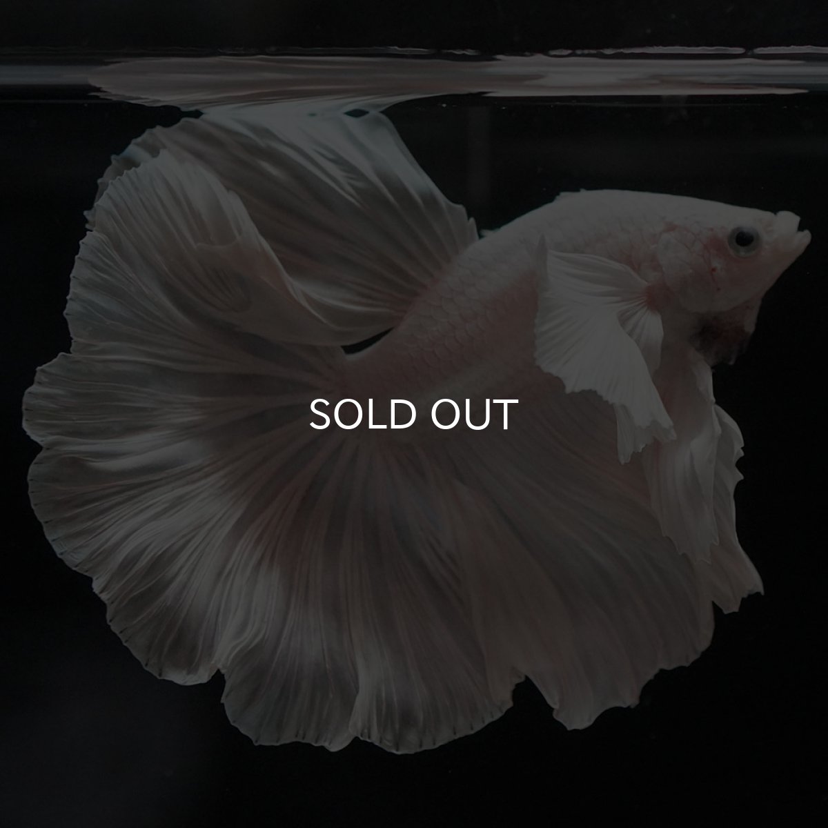 画像2: HMダンボ ホワイト ローズテール (2)