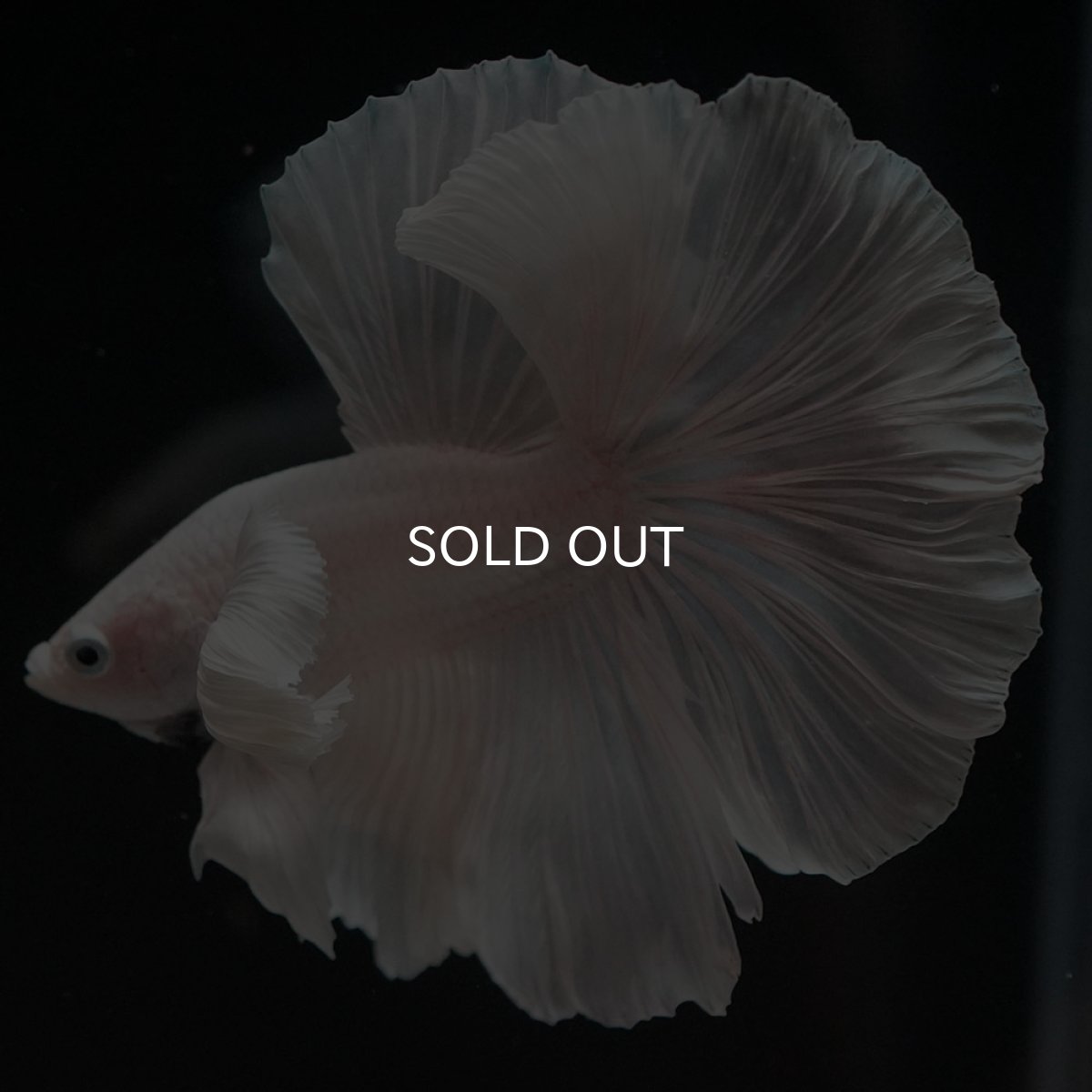 画像4: HMダンボ ホワイト ローズテール (4)