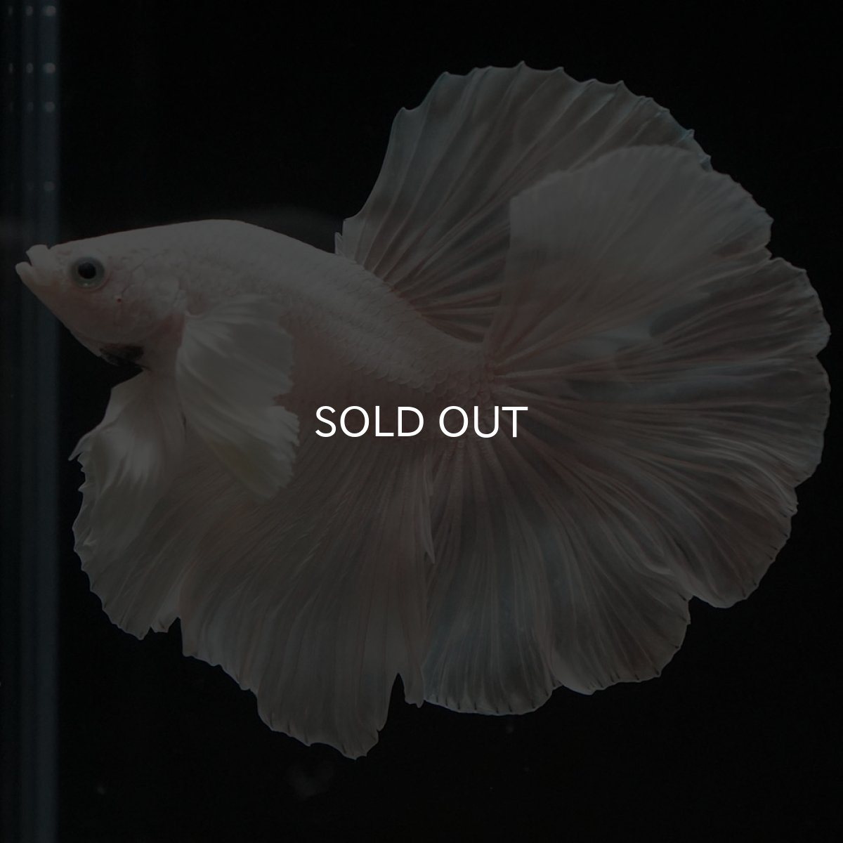 画像6: HMダンボ ホワイト ローズテール (6)