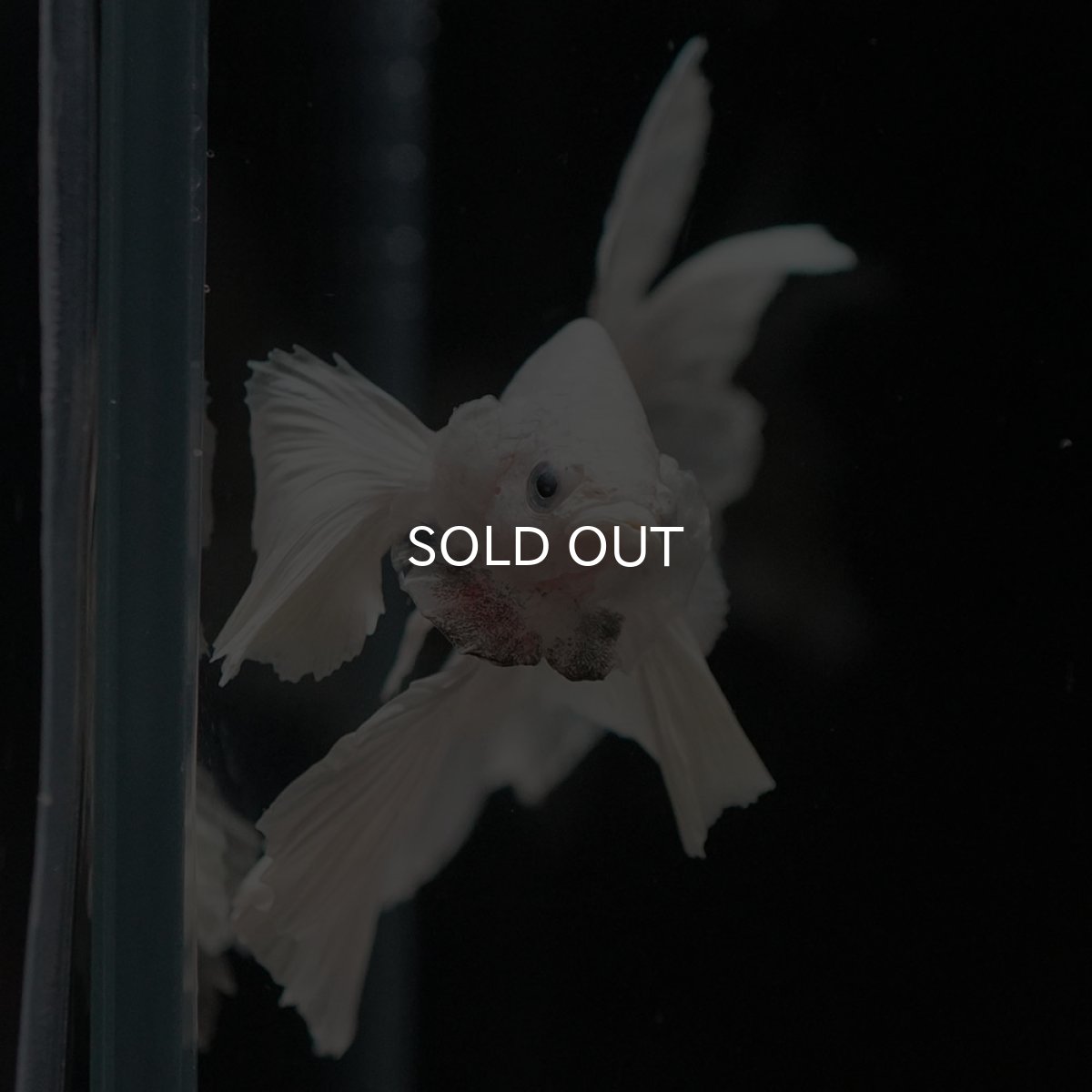 画像3: HMダンボ ホワイト ローズテール (3)