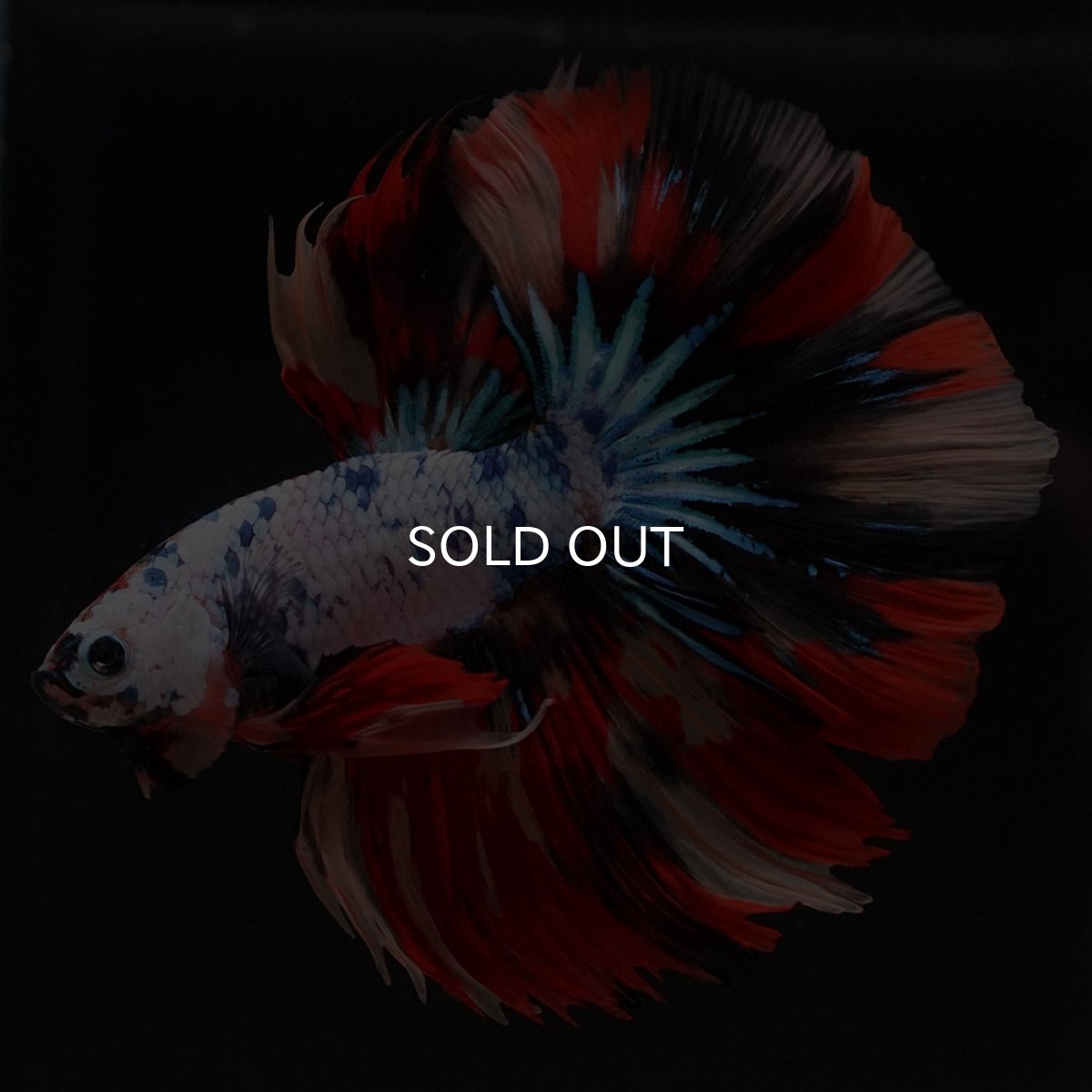 画像4: HM キャンディレインボー (4)