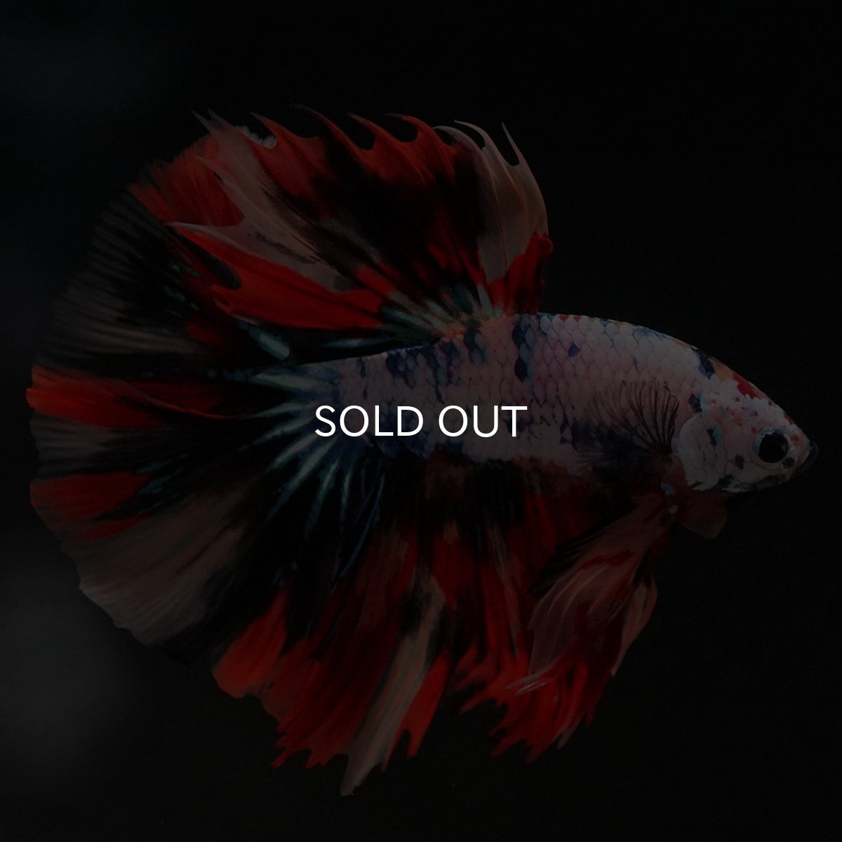 画像9: HM キャンディレインボー (9)