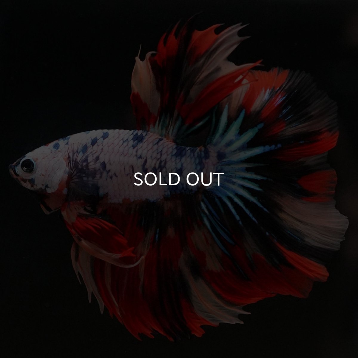 画像10: HM キャンディレインボー (10)