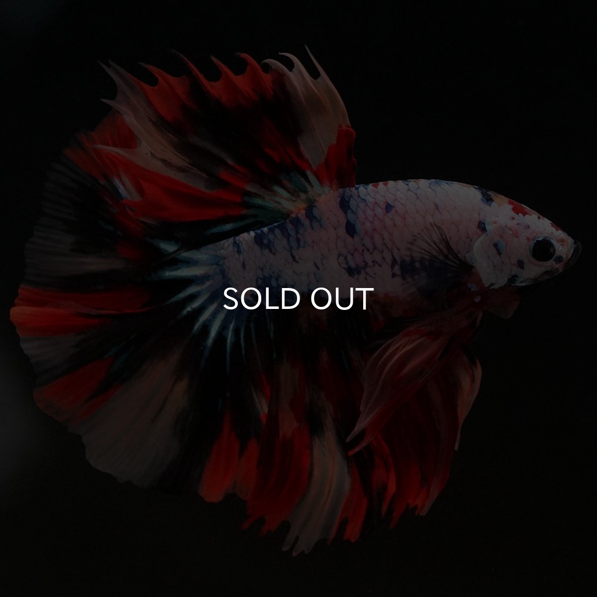 画像7: HM キャンディレインボー (7)