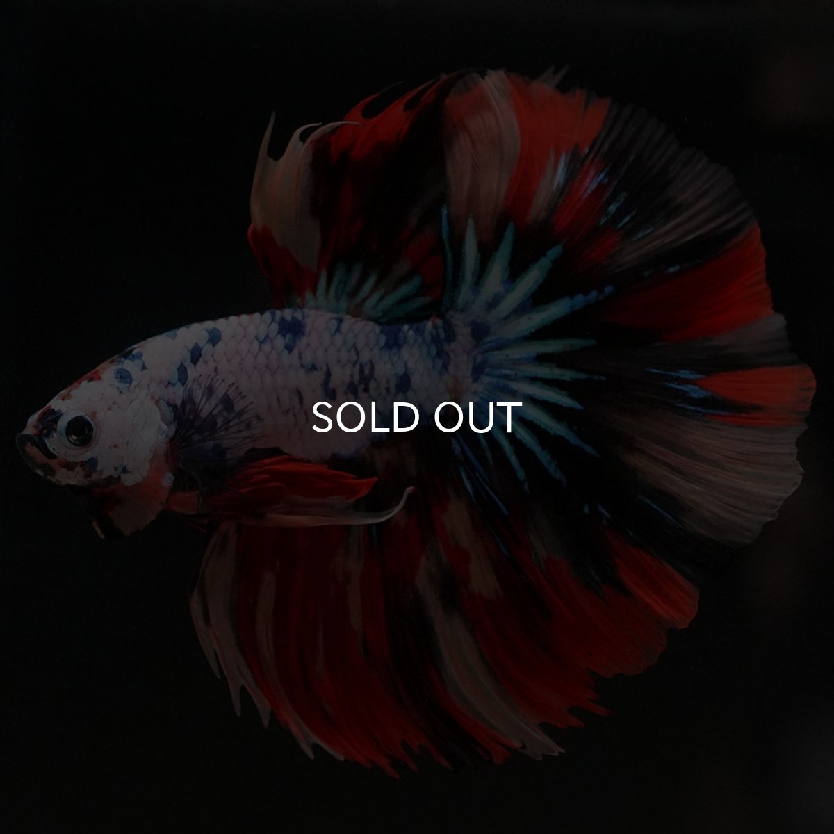 画像6: HM キャンディレインボー (6)