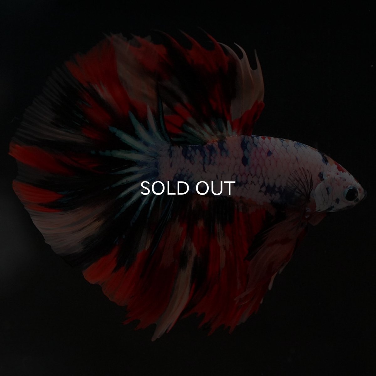 画像5: HM キャンディレインボー (5)