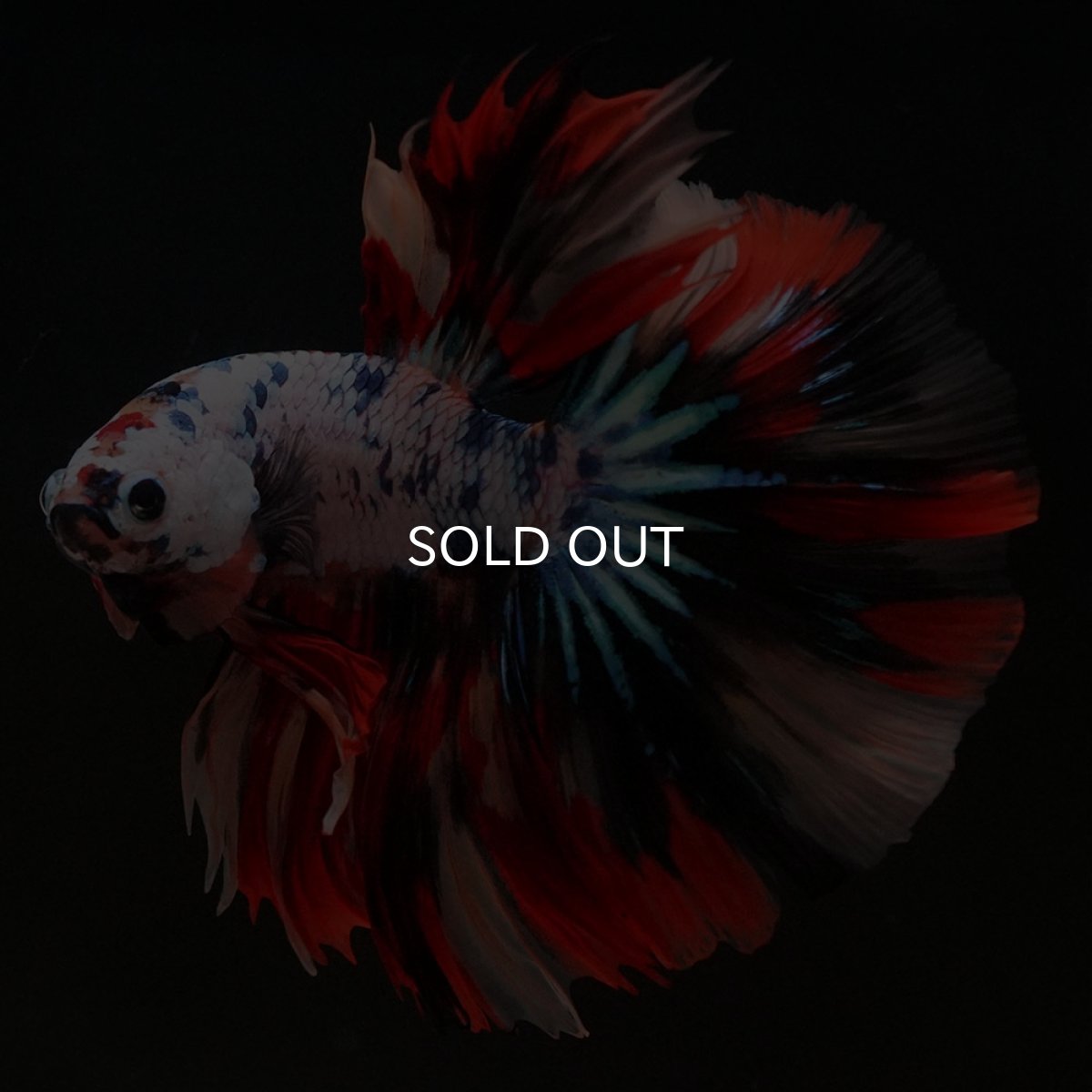 画像8: HM キャンディレインボー (8)