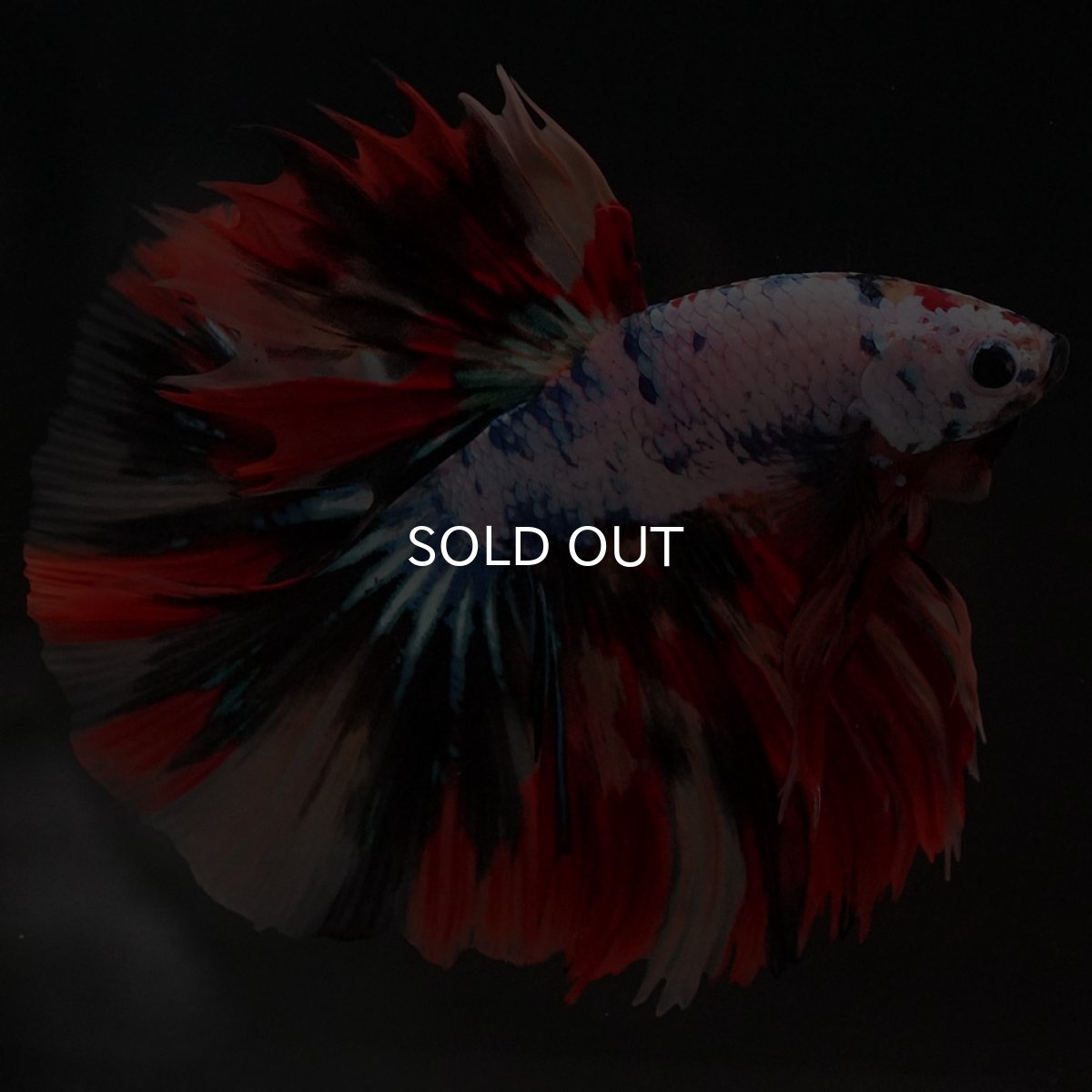 画像2: HM キャンディレインボー (2)