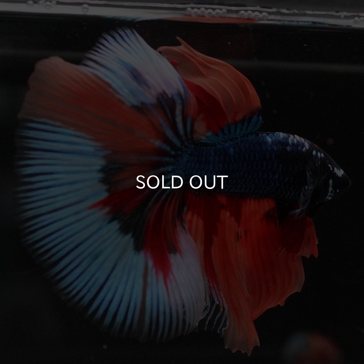 画像12: HM キャンディ (12)