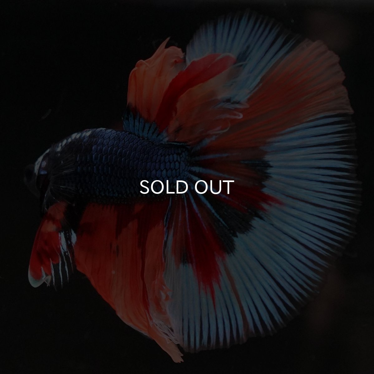 画像2: HM キャンディ (2)