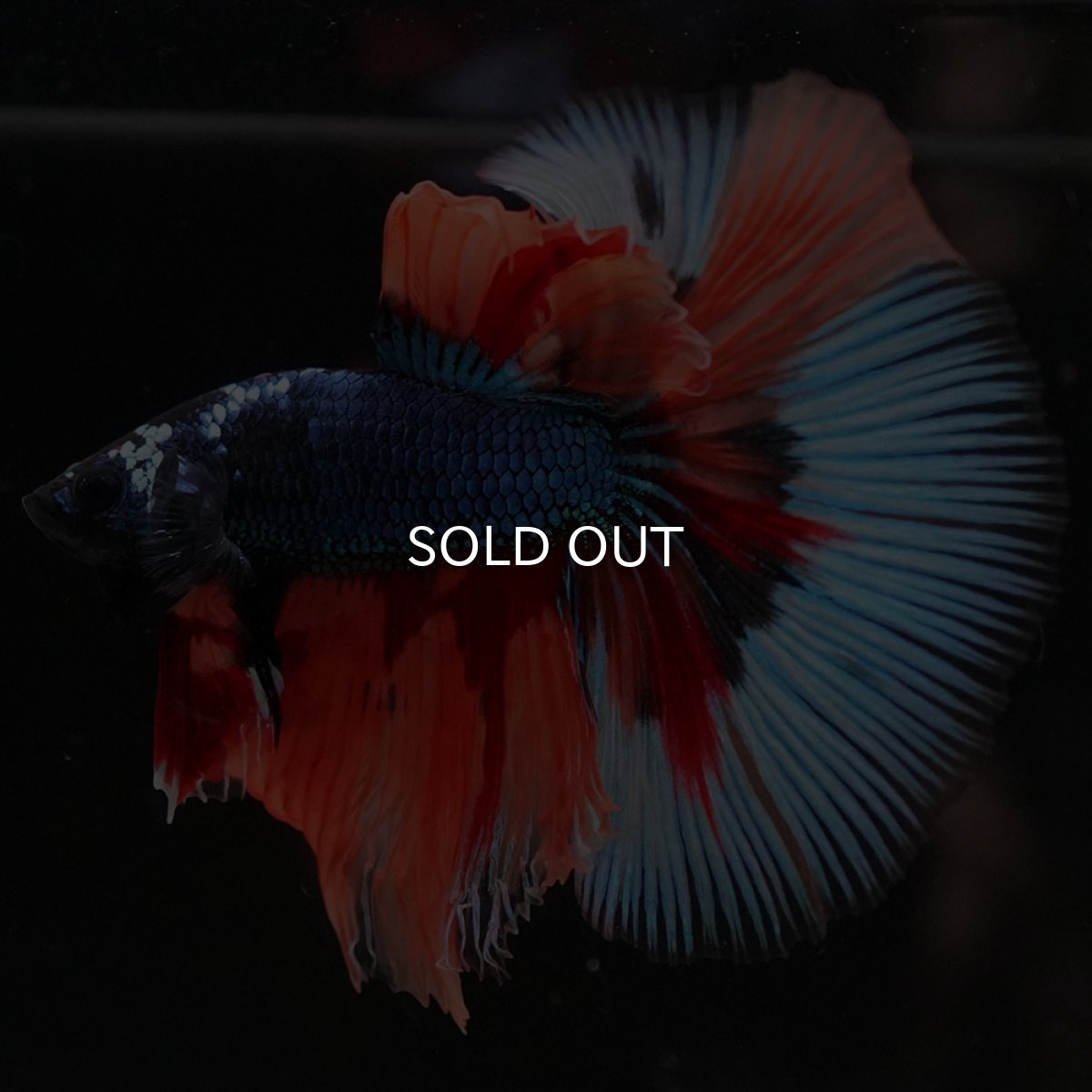 画像11: HM キャンディ (11)