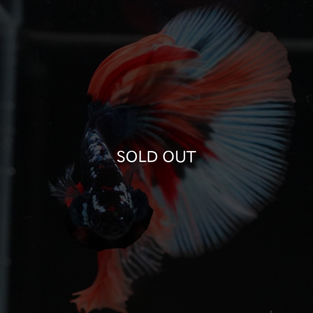 画像3: HM キャンディ (3)