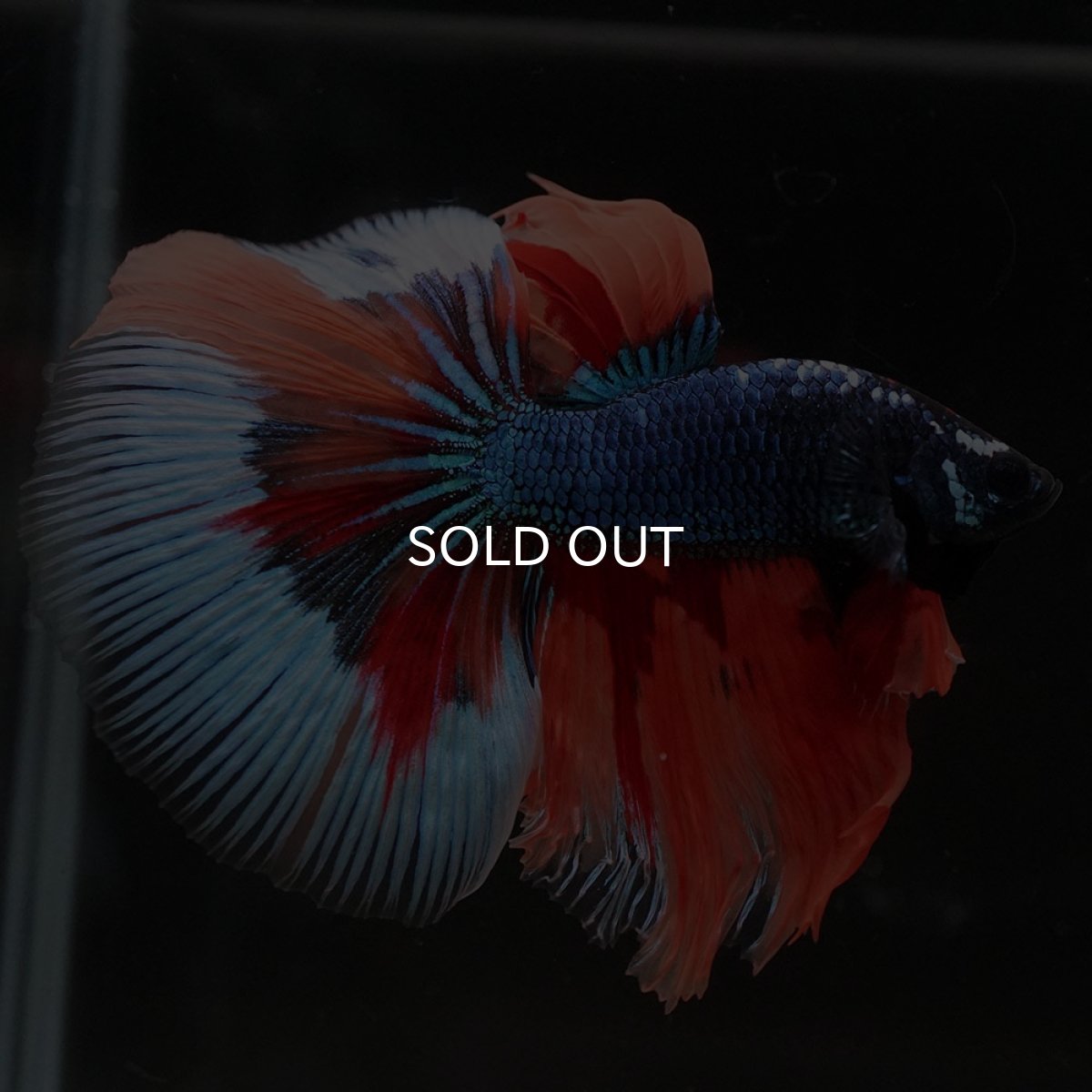 画像10: HM キャンディ (10)