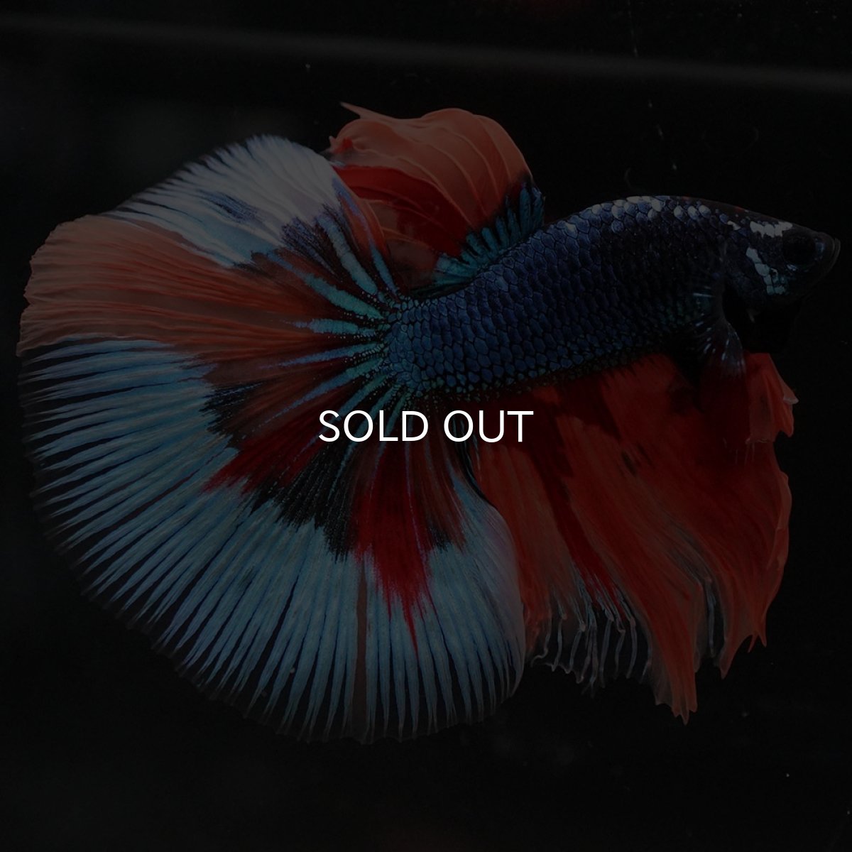 画像8: HM キャンディ (8)