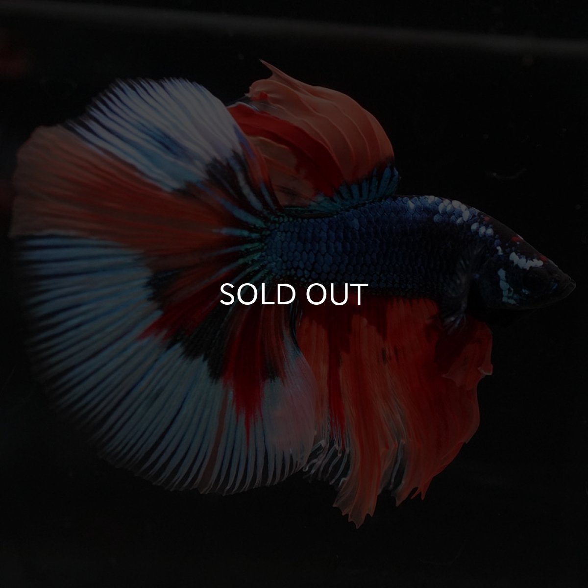 画像4: HM キャンディ (4)