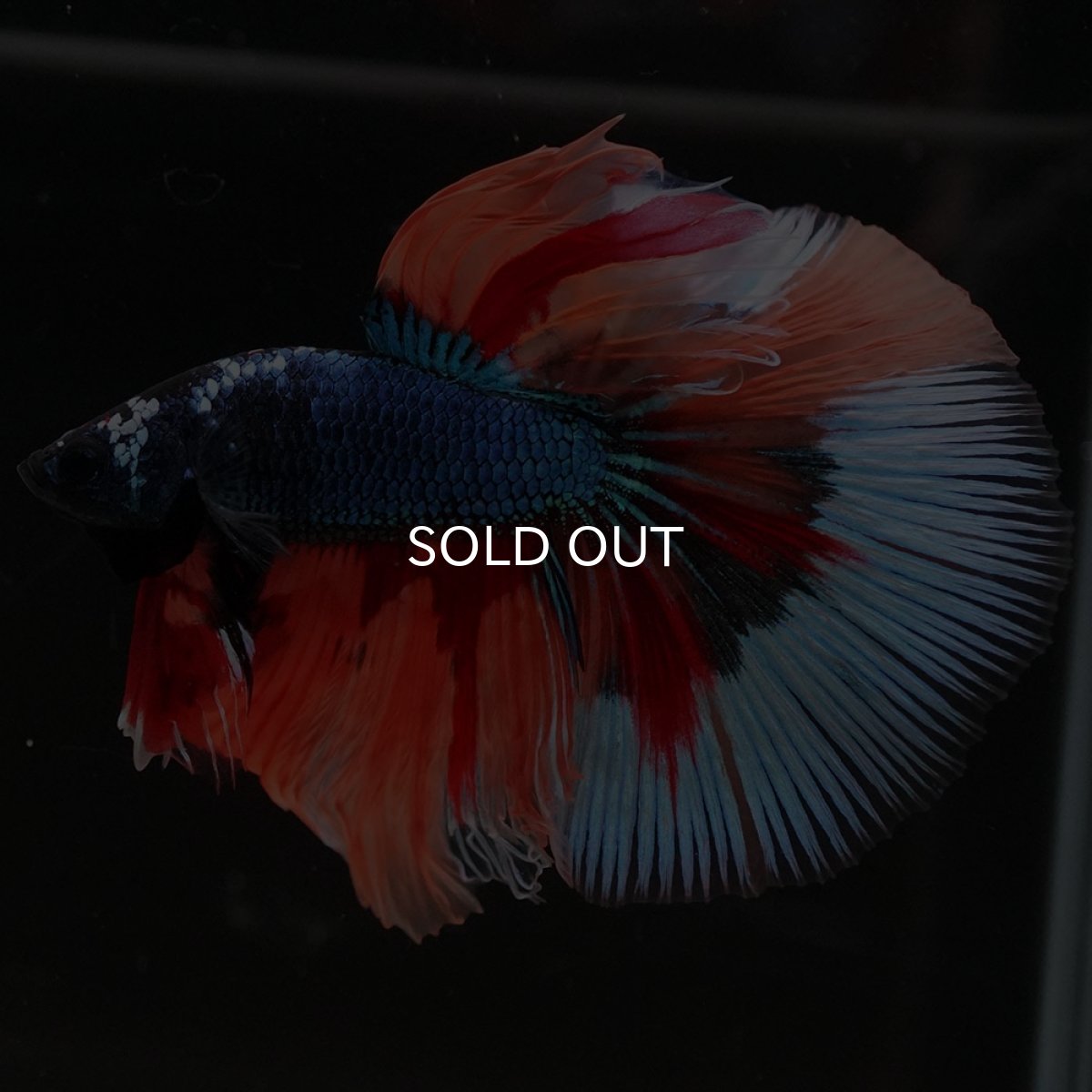 画像9: HM キャンディ (9)