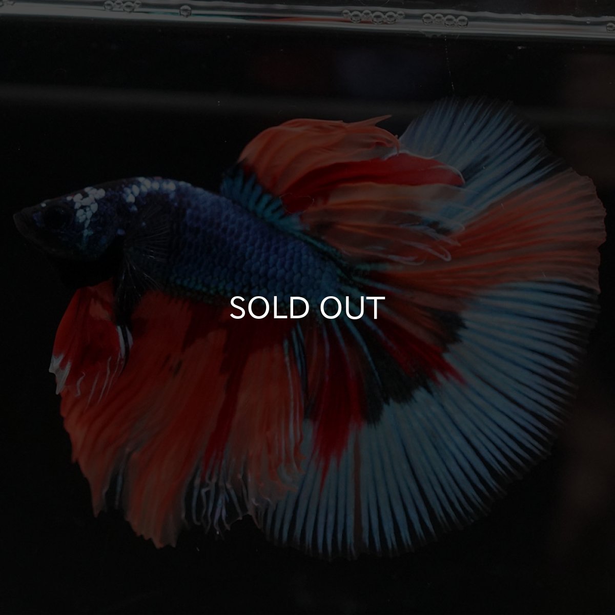 画像7: HM キャンディ (7)