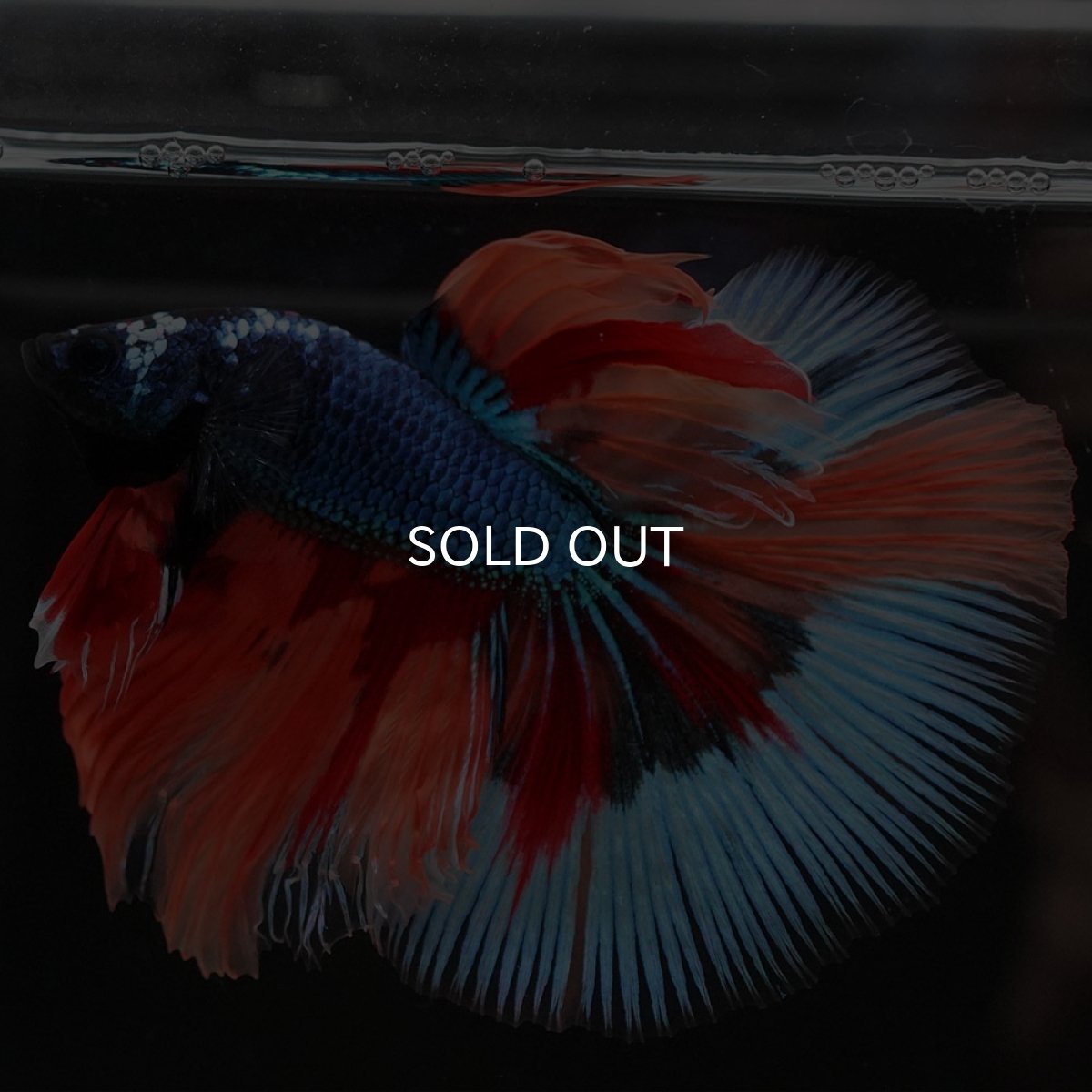 画像5: HM キャンディ (5)