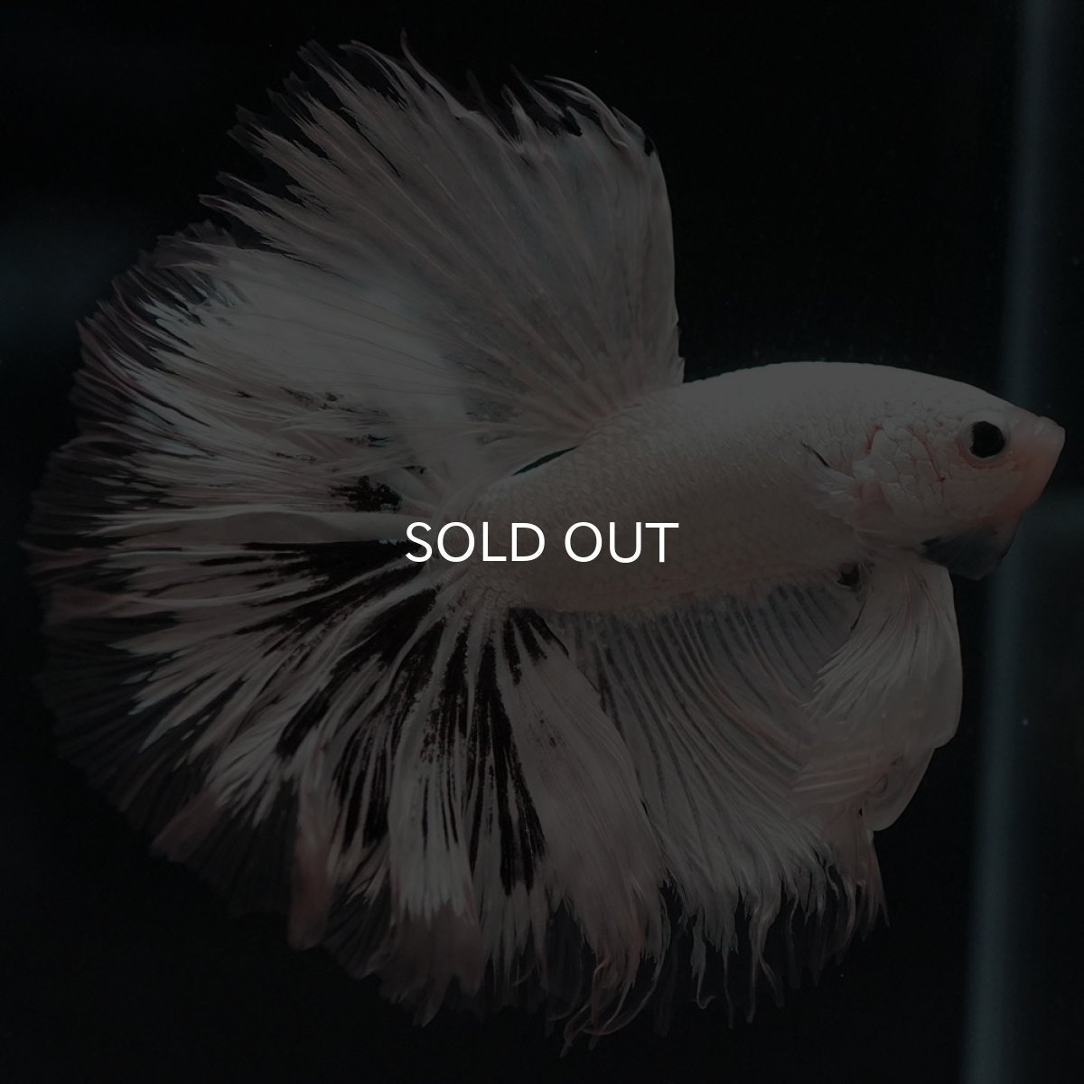 画像5: HM　ホワイトカッパー (5)