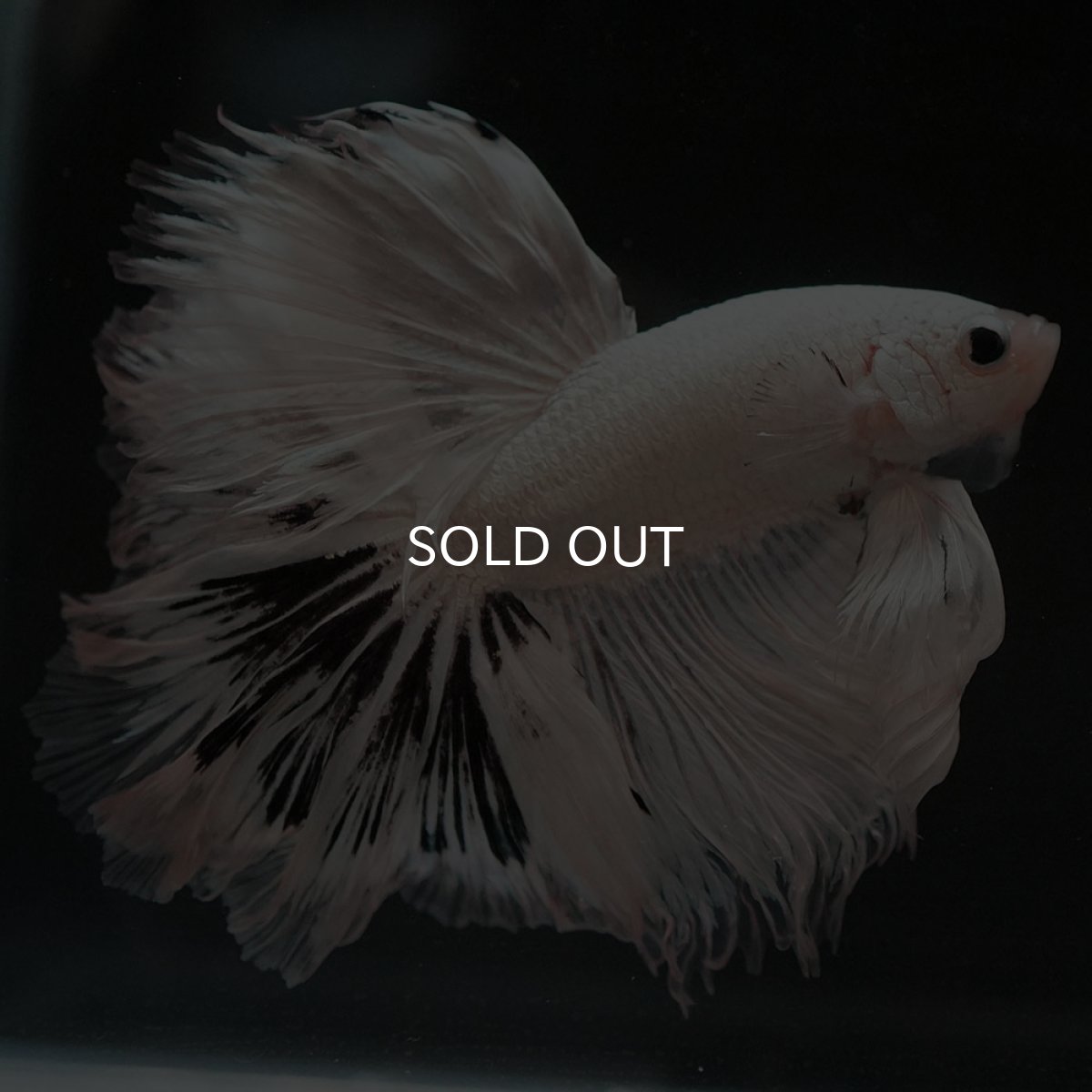 画像7: HM　ホワイトカッパー (7)