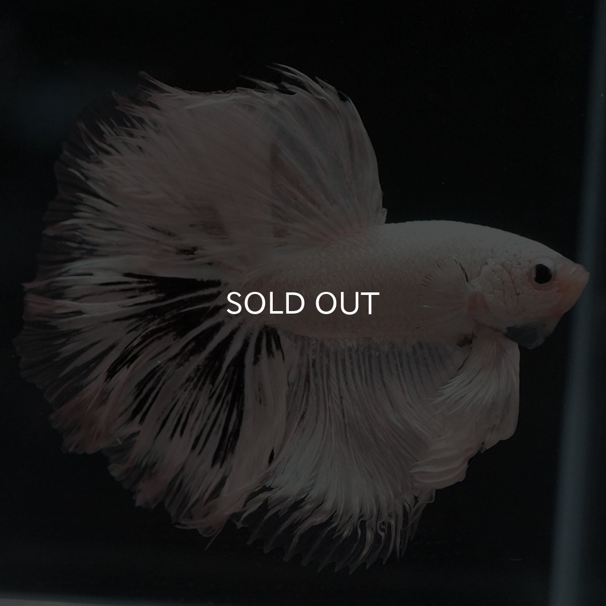 画像3: HM　ホワイトカッパー (3)