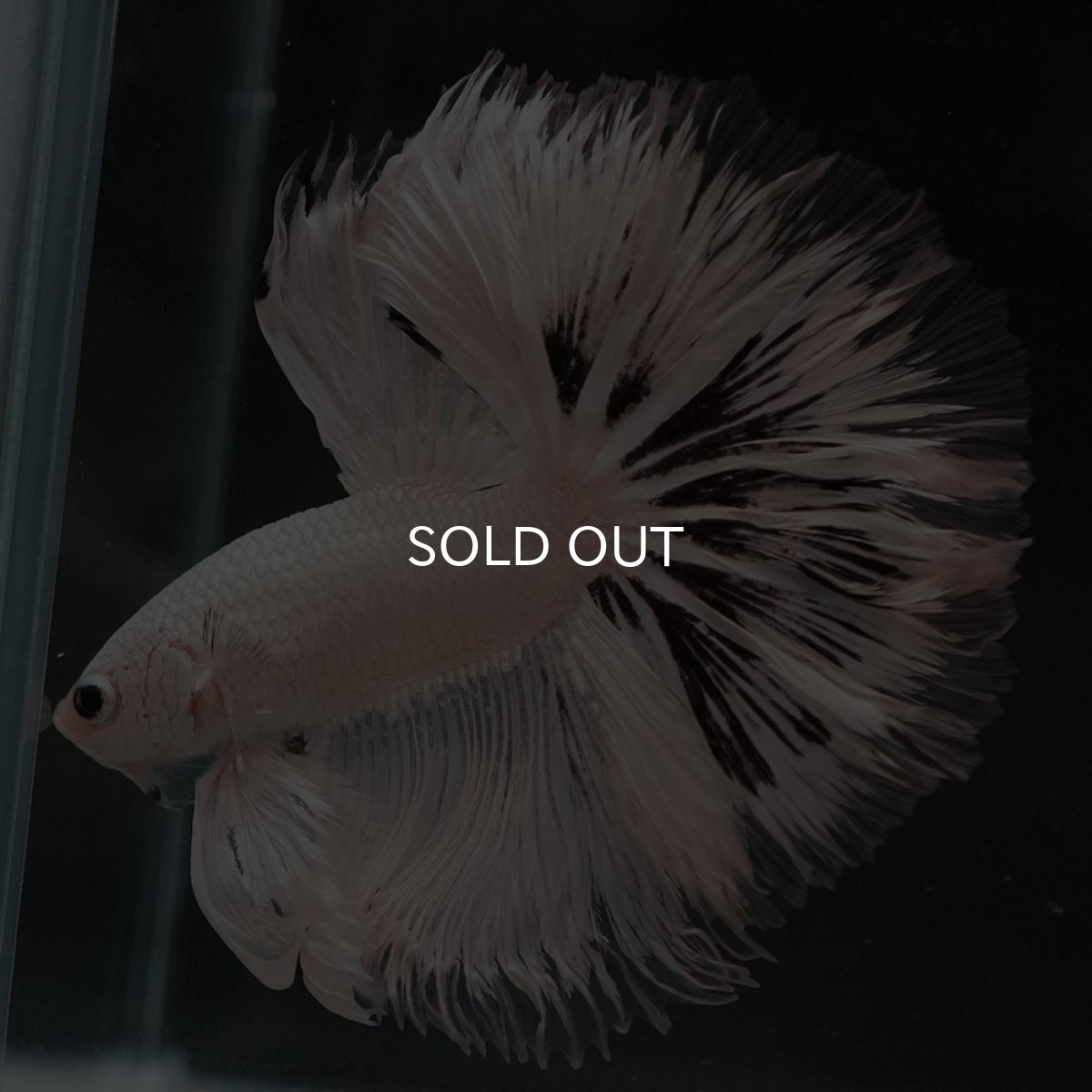 画像8: HM　ホワイトカッパー (8)