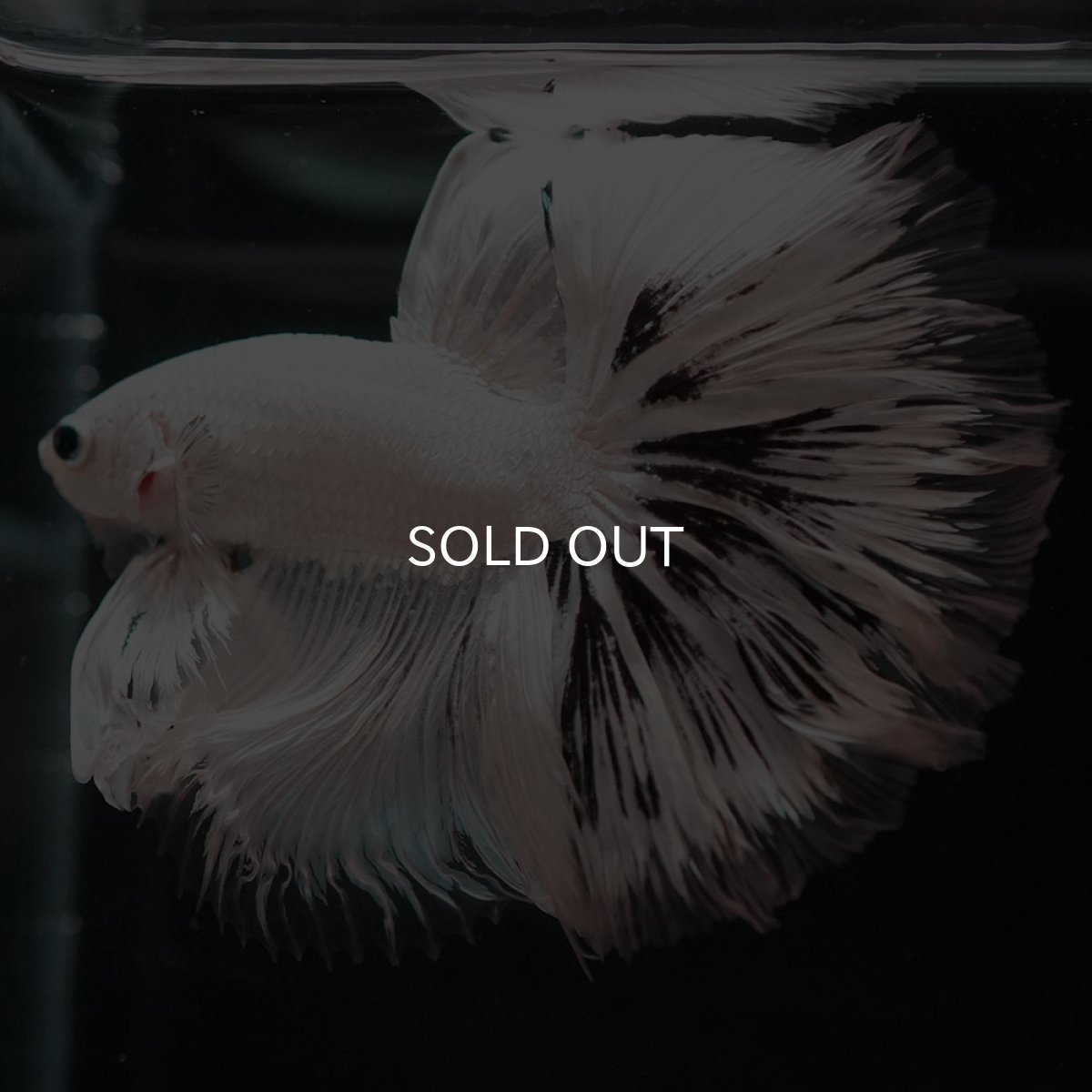 画像4: HM　ホワイトカッパー (4)