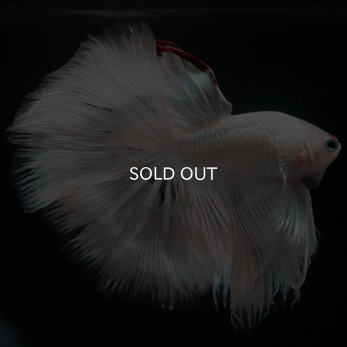 画像8: HM ホワイトカッパー (8)