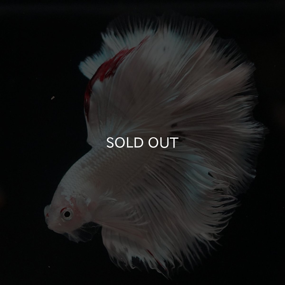 画像2: HM ホワイトカッパー (2)