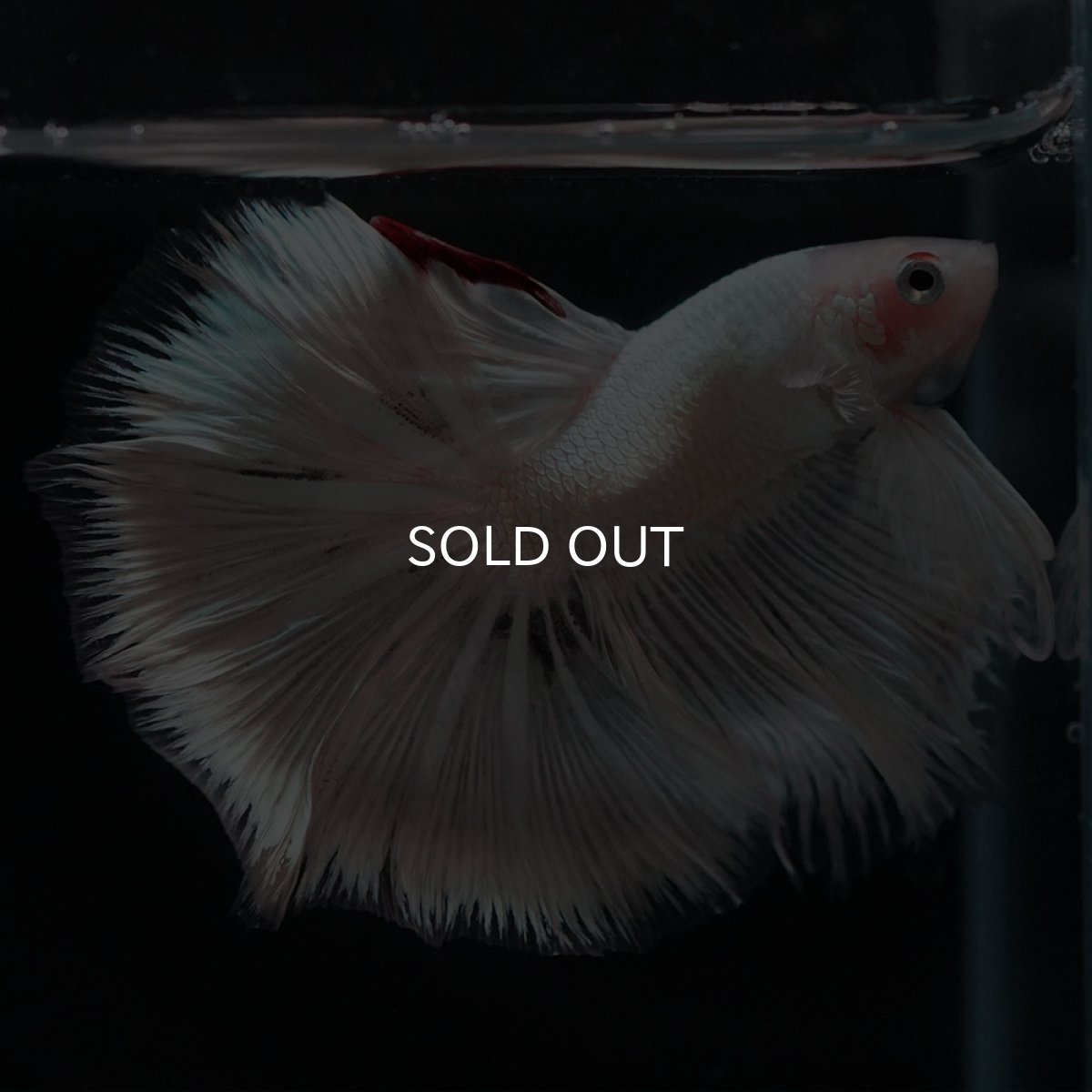 画像6: HM ホワイトカッパー (6)