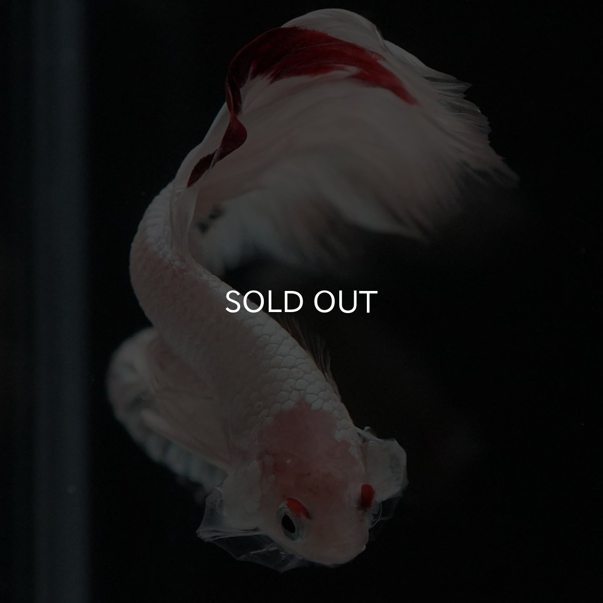 画像3: HM ホワイトカッパー (3)