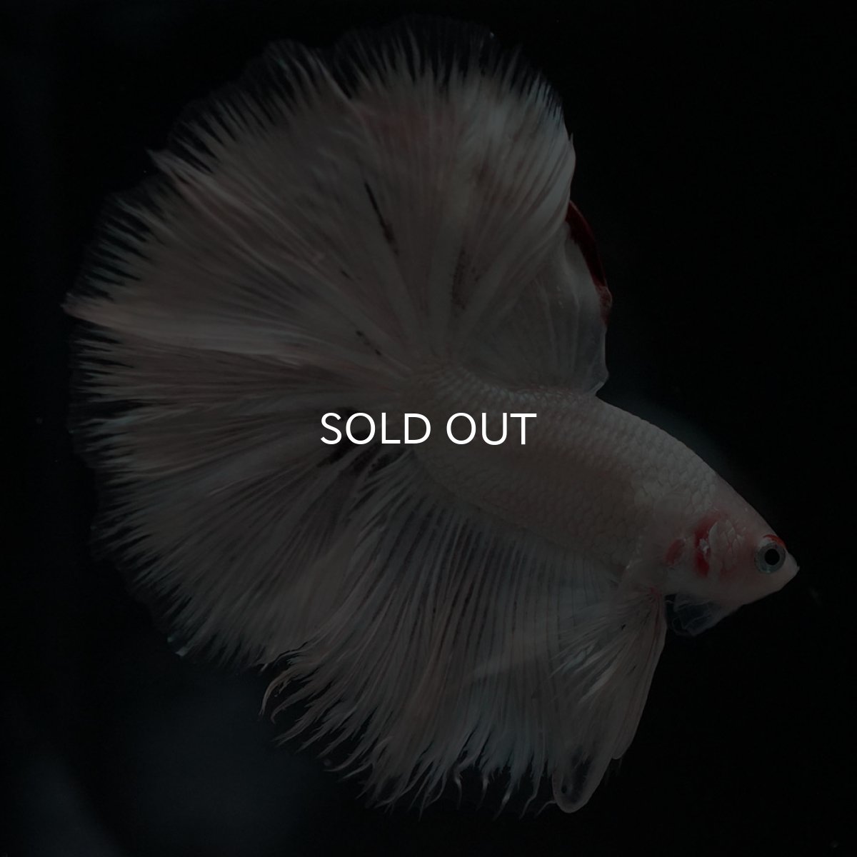 画像4: HM ホワイトカッパー (4)