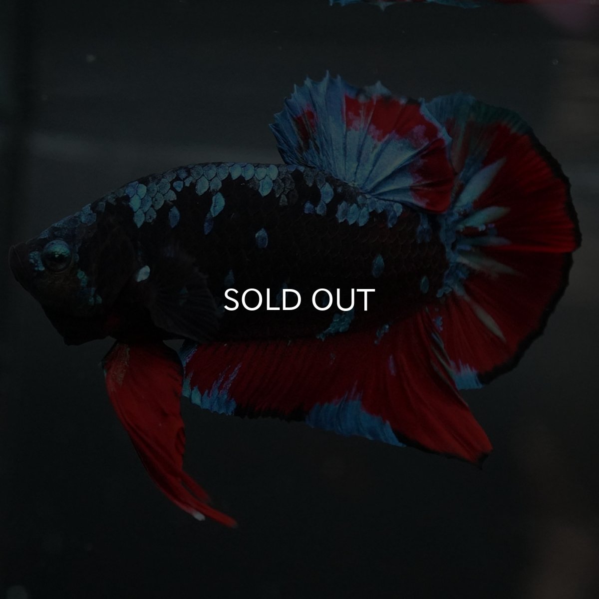 画像2: GHMPK ブラックスター (2)