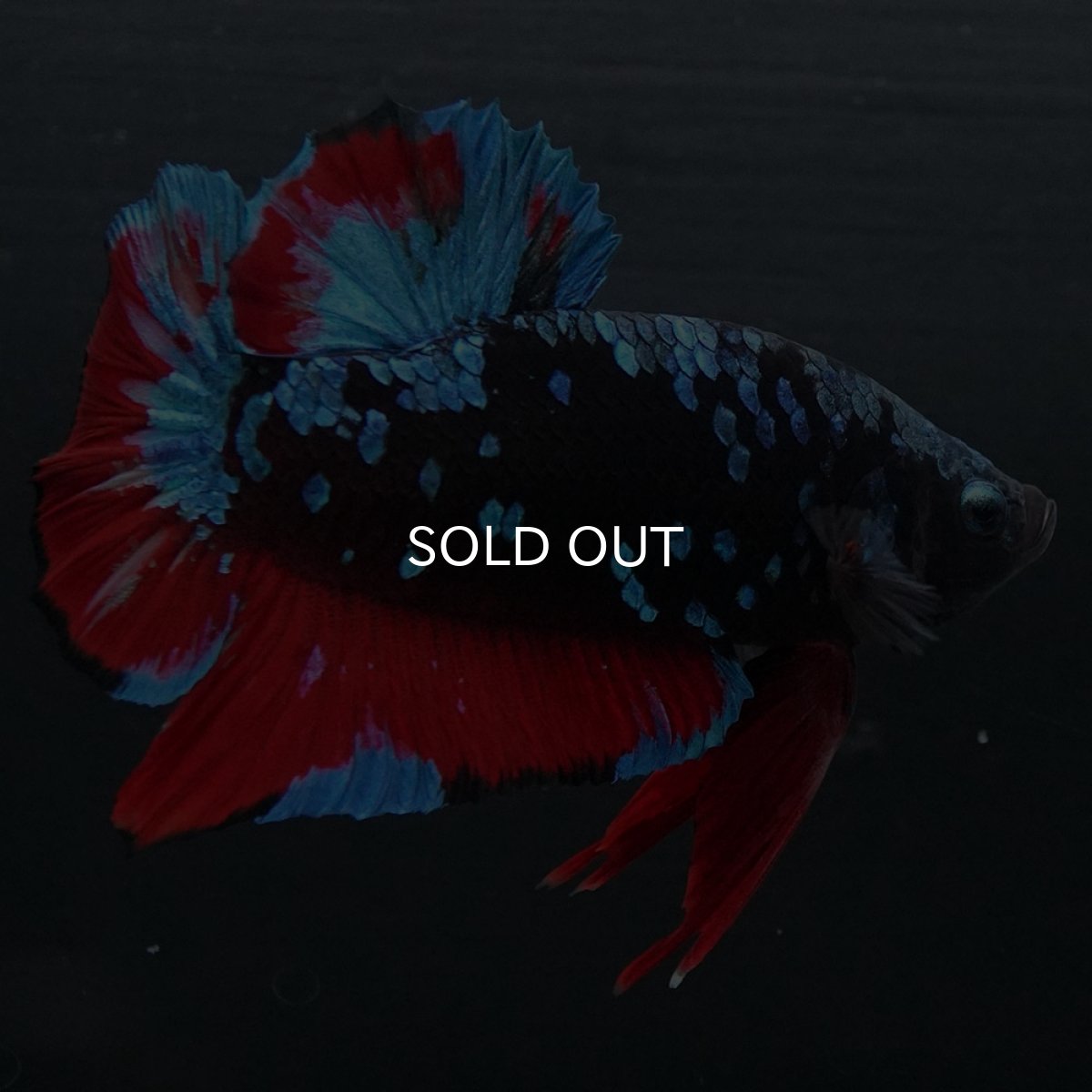 画像9: GHMPK ブラックスター (9)