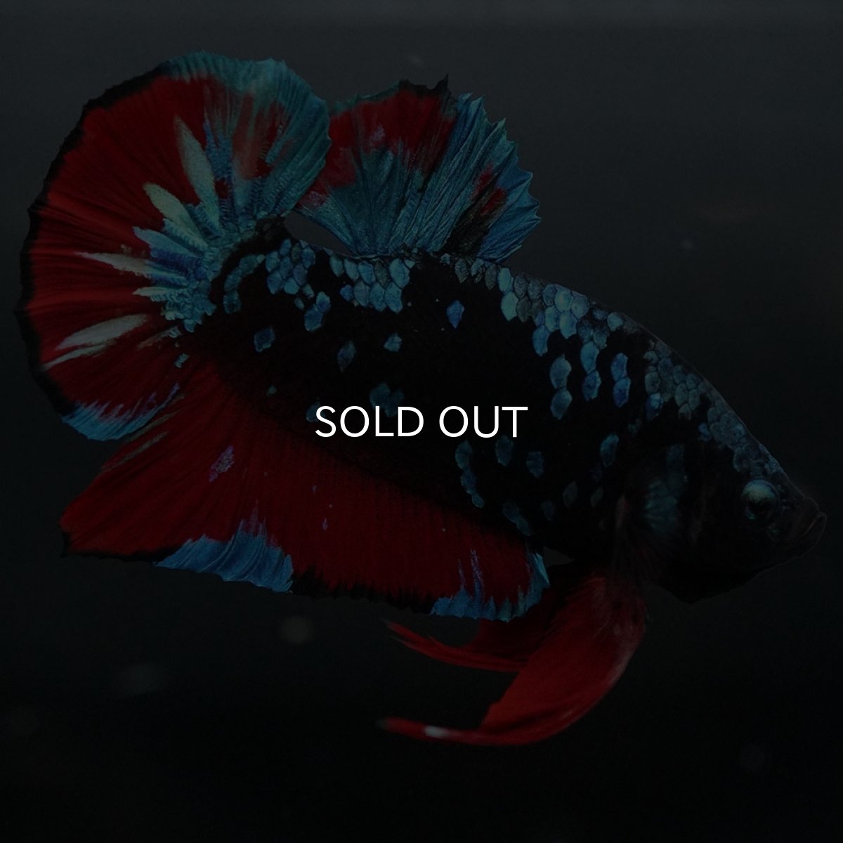 画像3: GHMPK ブラックスター (3)