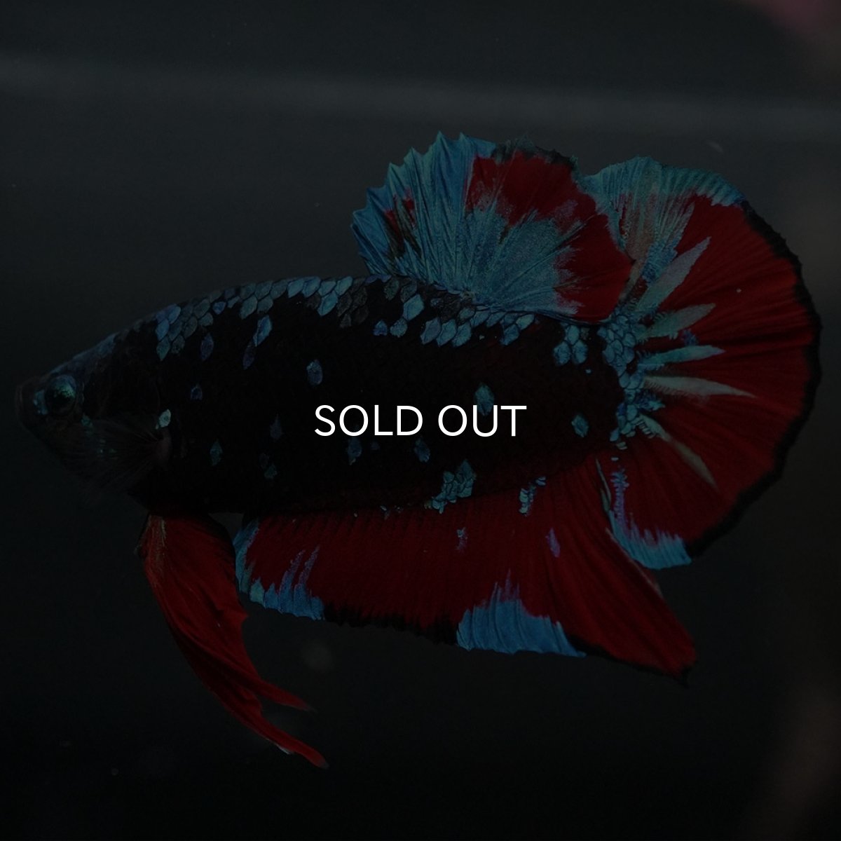 画像8: GHMPK ブラックスター (8)