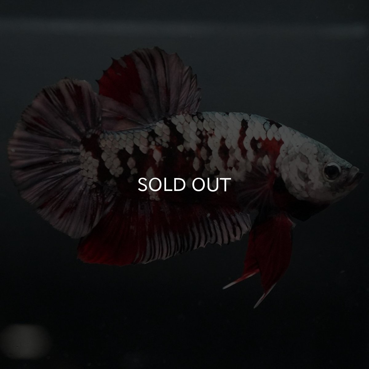 画像8: GHMPK 鯉カッパーギャラクシー (8)