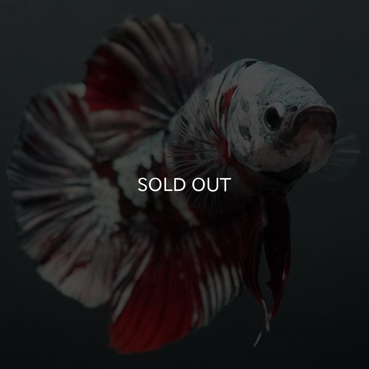 画像3: GHMPK 鯉カッパーギャラクシー (3)