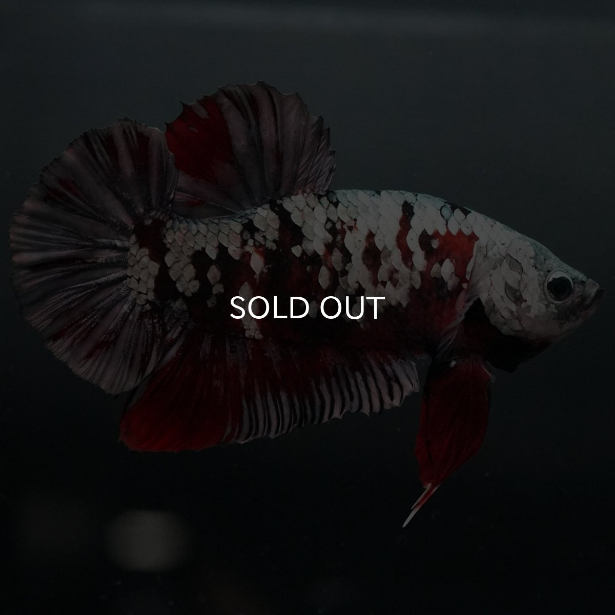 画像6: GHMPK 鯉カッパーギャラクシー (6)