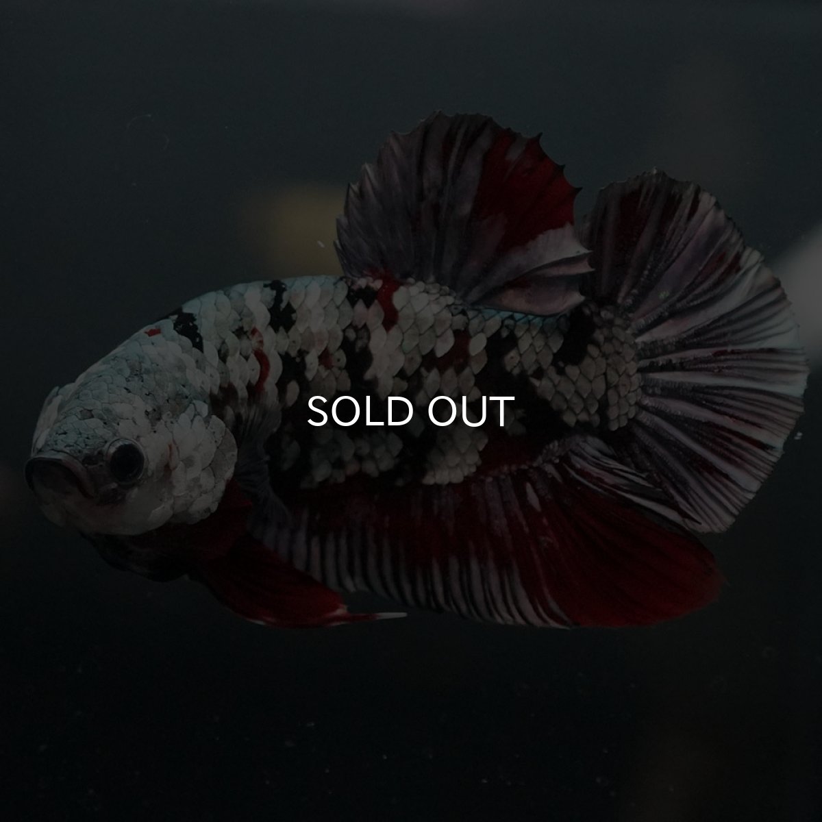 画像7: GHMPK 鯉カッパーギャラクシー (7)