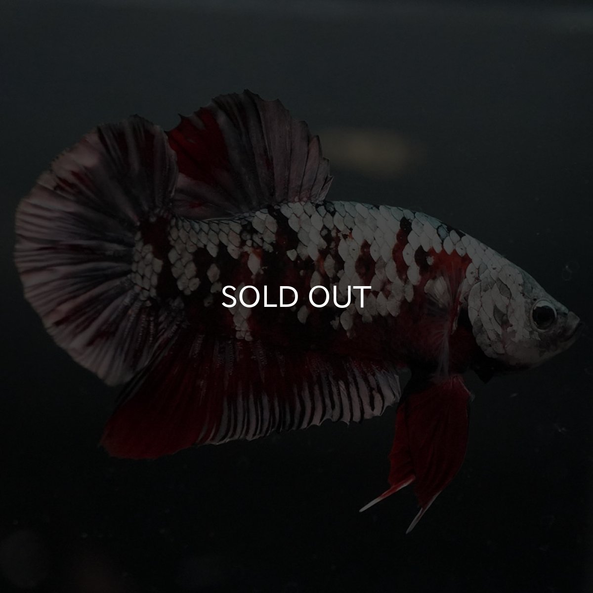 画像4: GHMPK 鯉カッパーギャラクシー (4)