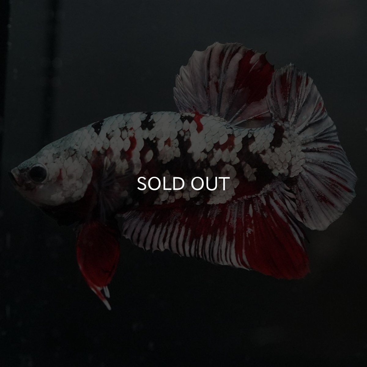 画像2: GHMPK 鯉カッパーギャラクシー (2)